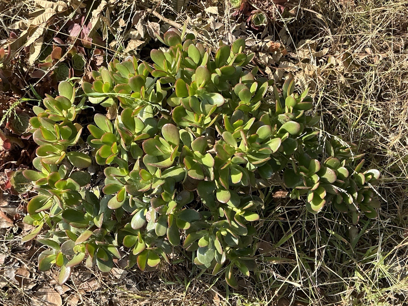 healthy jade plant with roots, Around 16” To 17” tall, rooted
