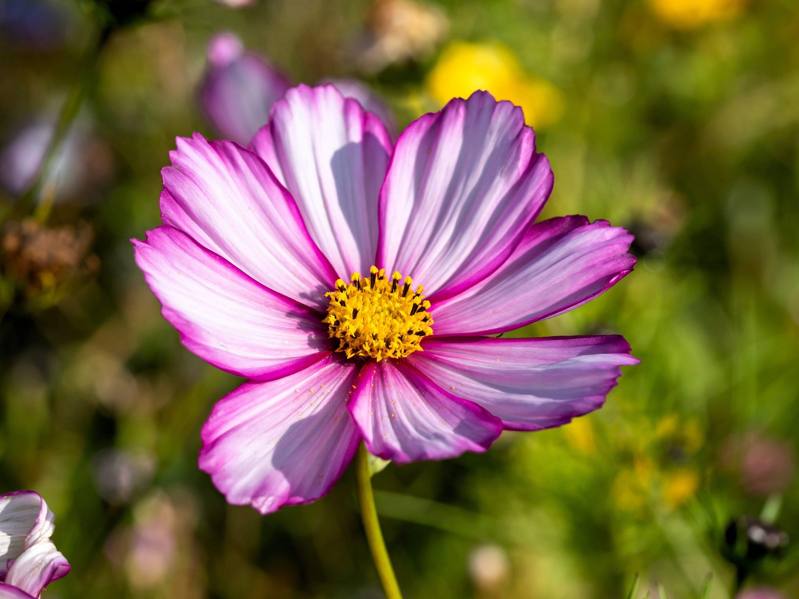 300 CANDY STRIPE COSMOS Cosmos Bipinnatus Flower Seeds