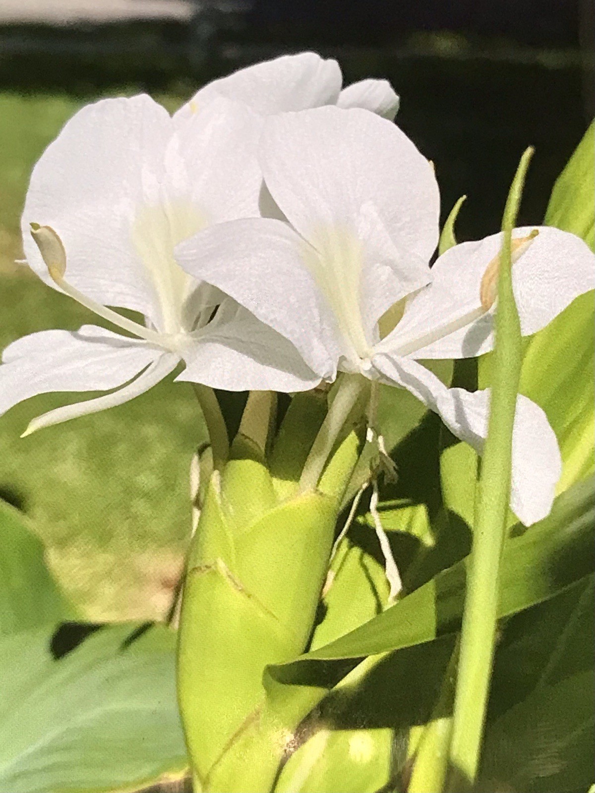 Hedychium Coronarium / Fragrant White Butterfly Lily / Ginger Lily ( 2 Roots)