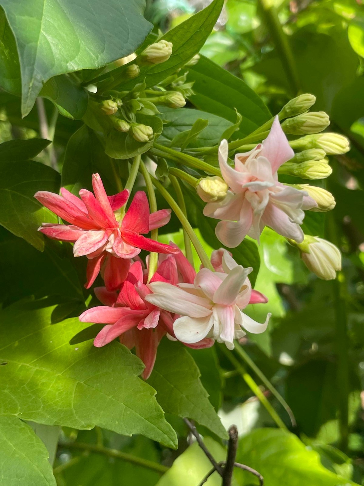 Combretum indicum Rangoon Creeper Double Flowers Chinese Honeysuckle