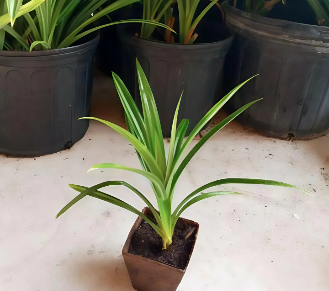 Live Pandan Leaves Plants – 12-16″ Tall in 3.5″ Pot – Fresh&Healthy – No Ship CA
