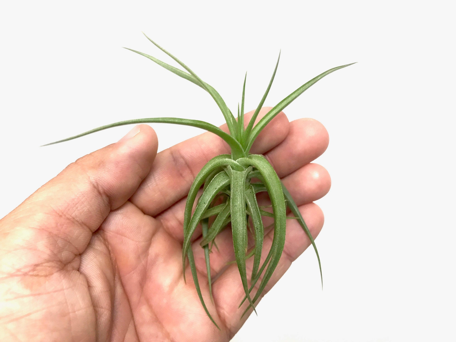 Aeranthos / Bergeri Easy Care Air Plant *Beginner Friendly Species*