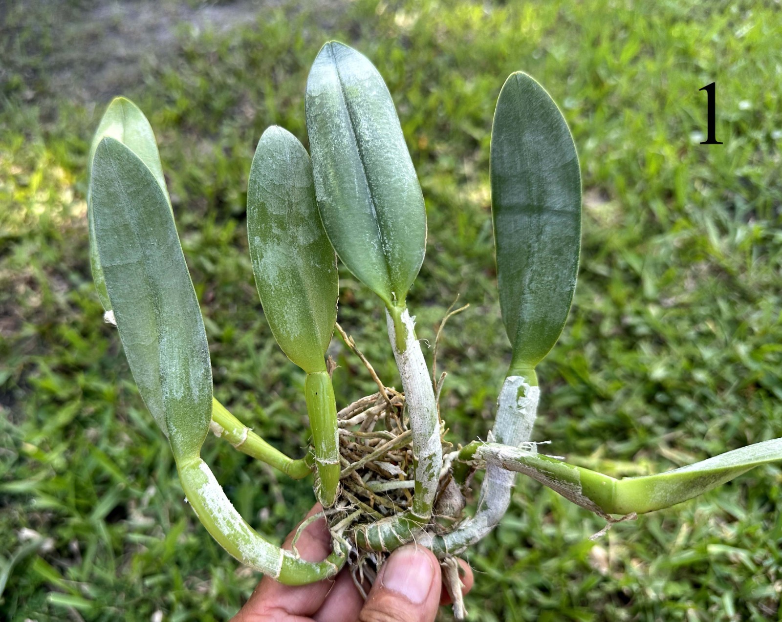 CLASSIC GREEN CATTLEYA PRIMARY ORCHID HYBRID B. Aristocrat – BS bareroot div.
