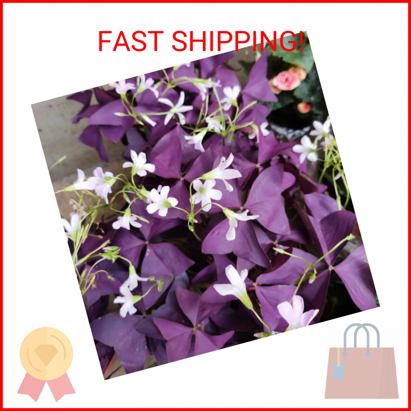 12PCS Purple Shamrocks Bulbs Good Luck Plant Purple Oxalis Bulbs for Planting Gr