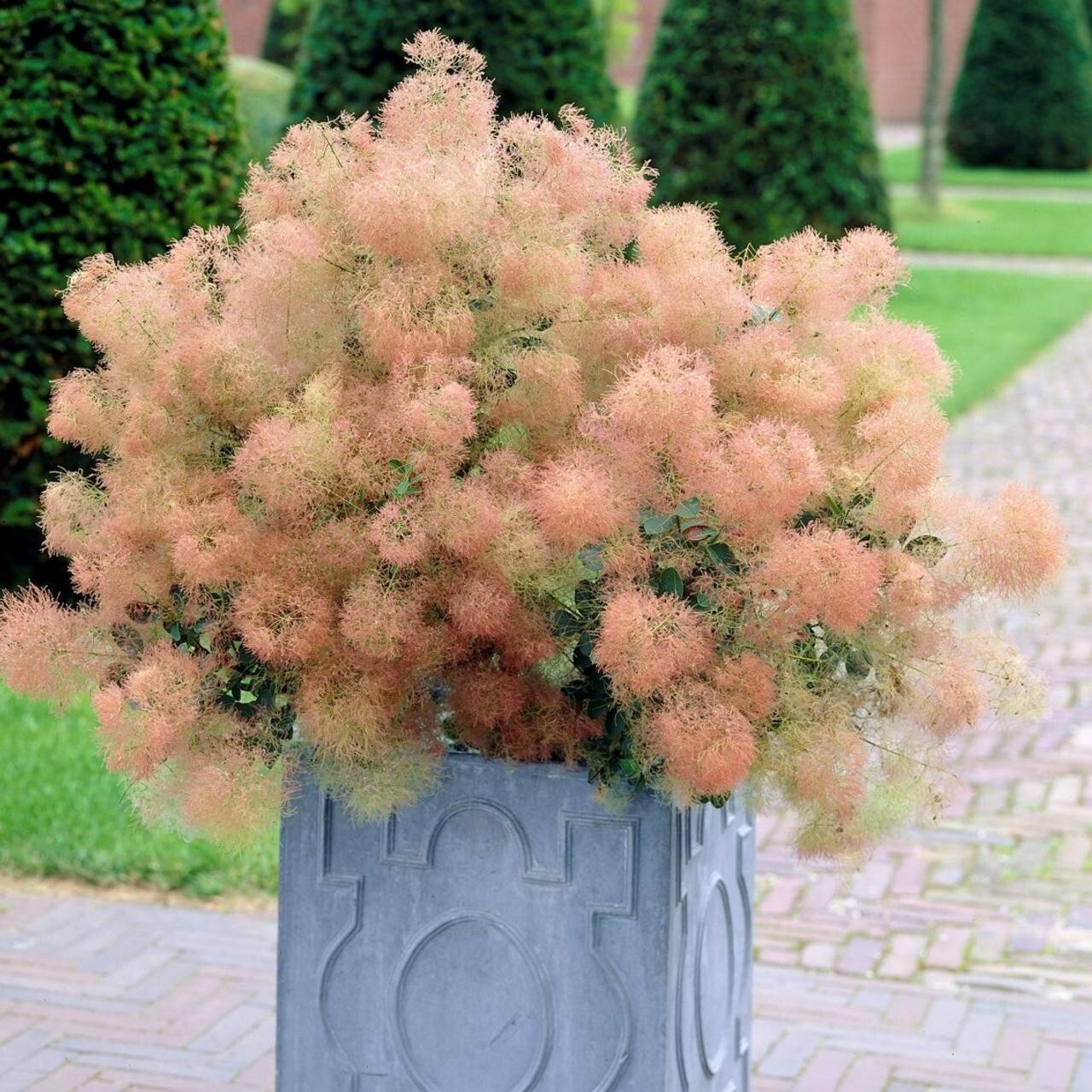 Young Lady Smoke Bush {Cotinus coggygria} 20 PreStratified seeds Free Shipping!