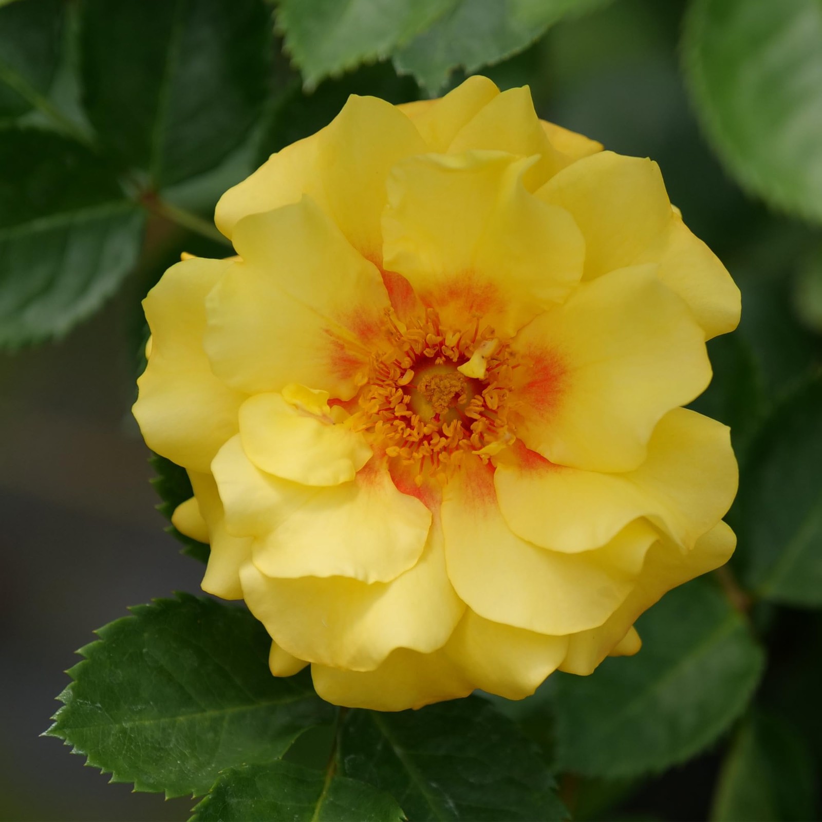 Proven Winners 2 Gal. Rise Up Ringo Climbing Rose Shrub