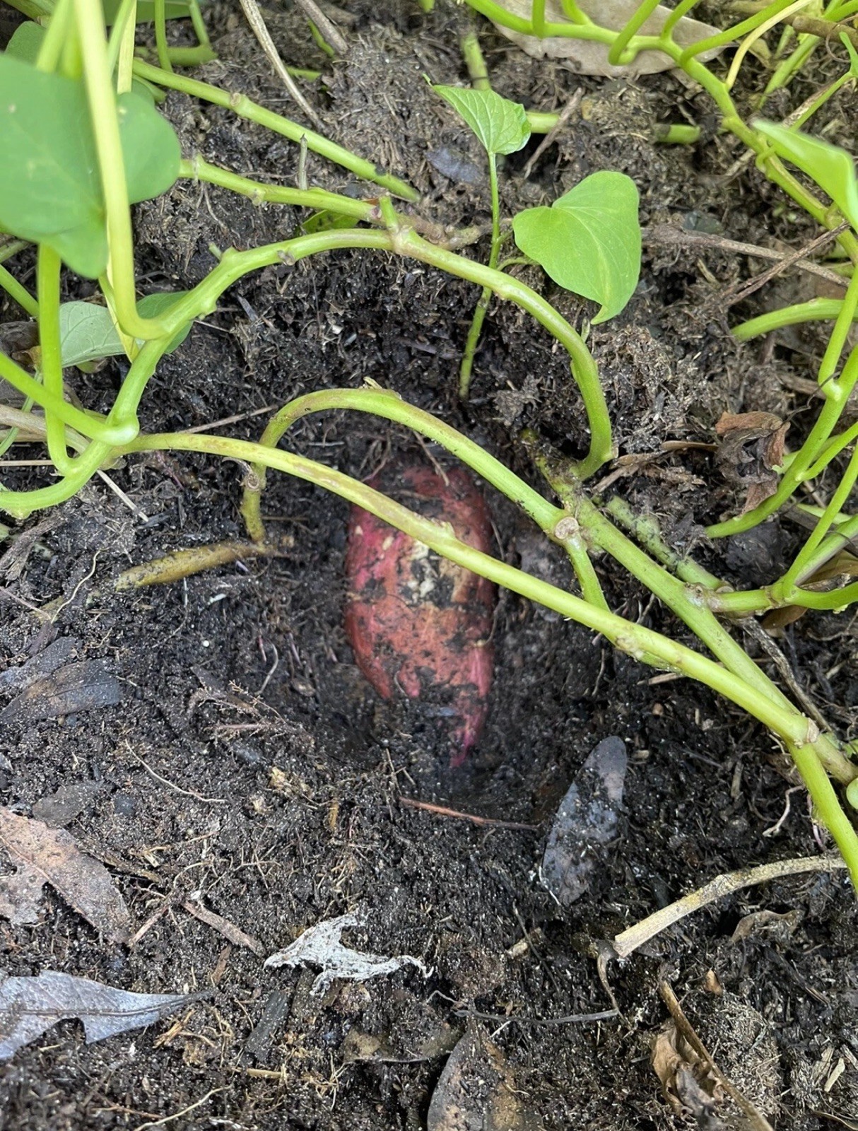 10 Red Japanese Sweet Potato Slips – Cuttings – organically grown