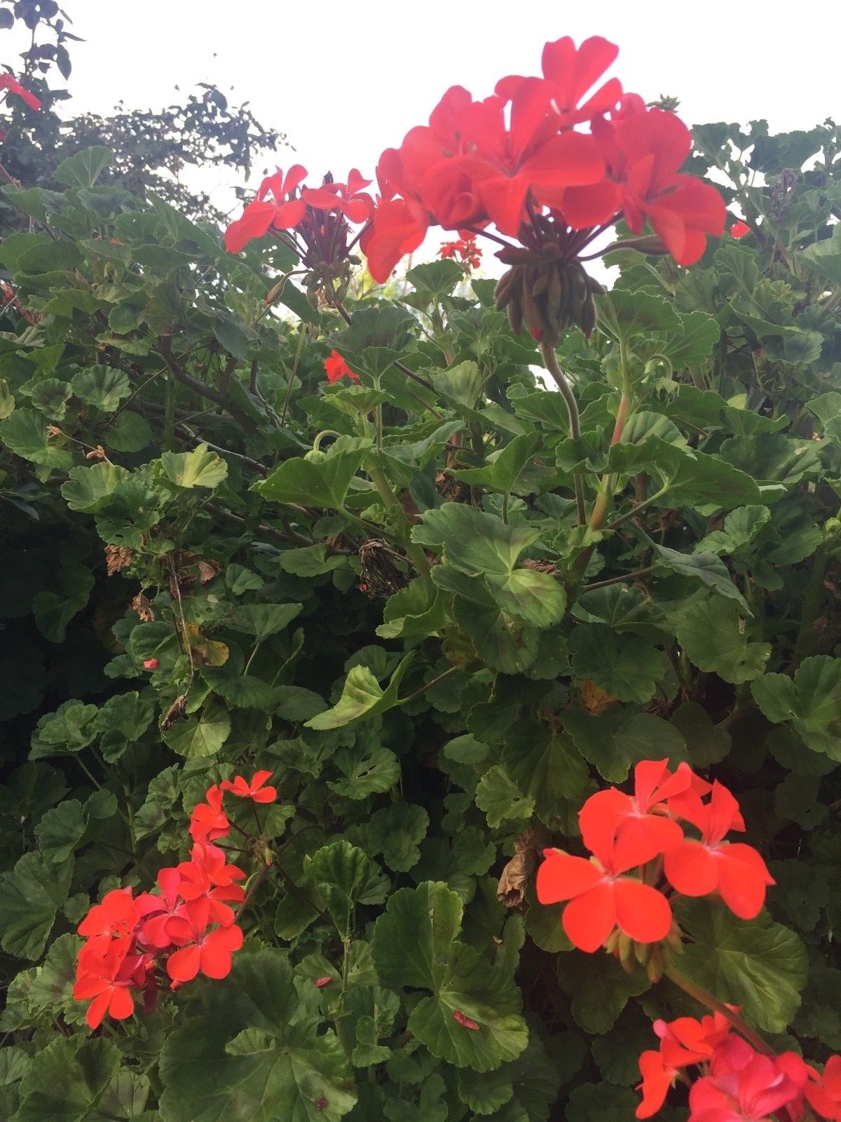 ORANGE RED PELARGONIUM ZONAL GERANIUM FRESH LIVE PLANT 5 X 6″ STARTER CUTTINGS