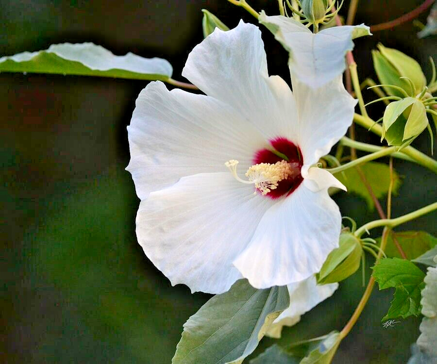 30 WHITE SWAMP ROSE MALLOW SEEDS ( with red center ) – WILD HIBISCUS