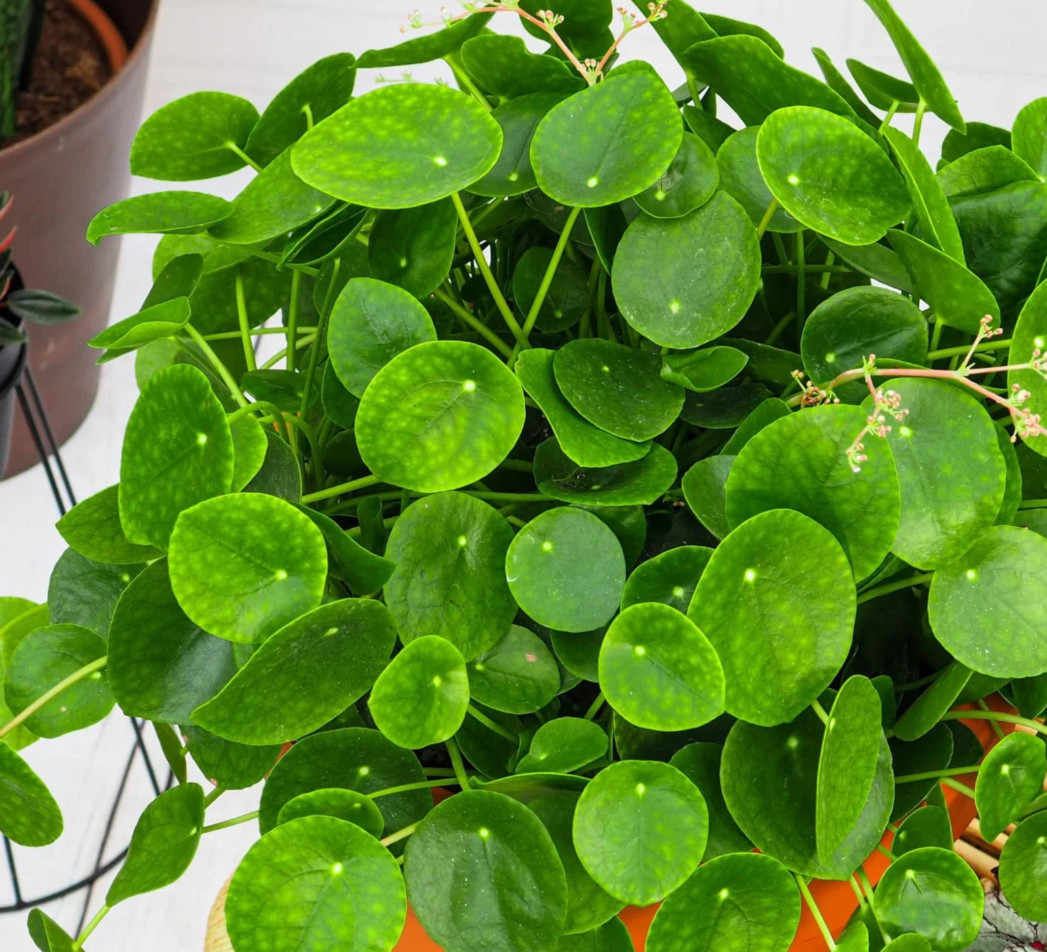 Pilea Peperomiodes Chinese Money Live Starter Plant for Planting 4-6″Tall No Pot