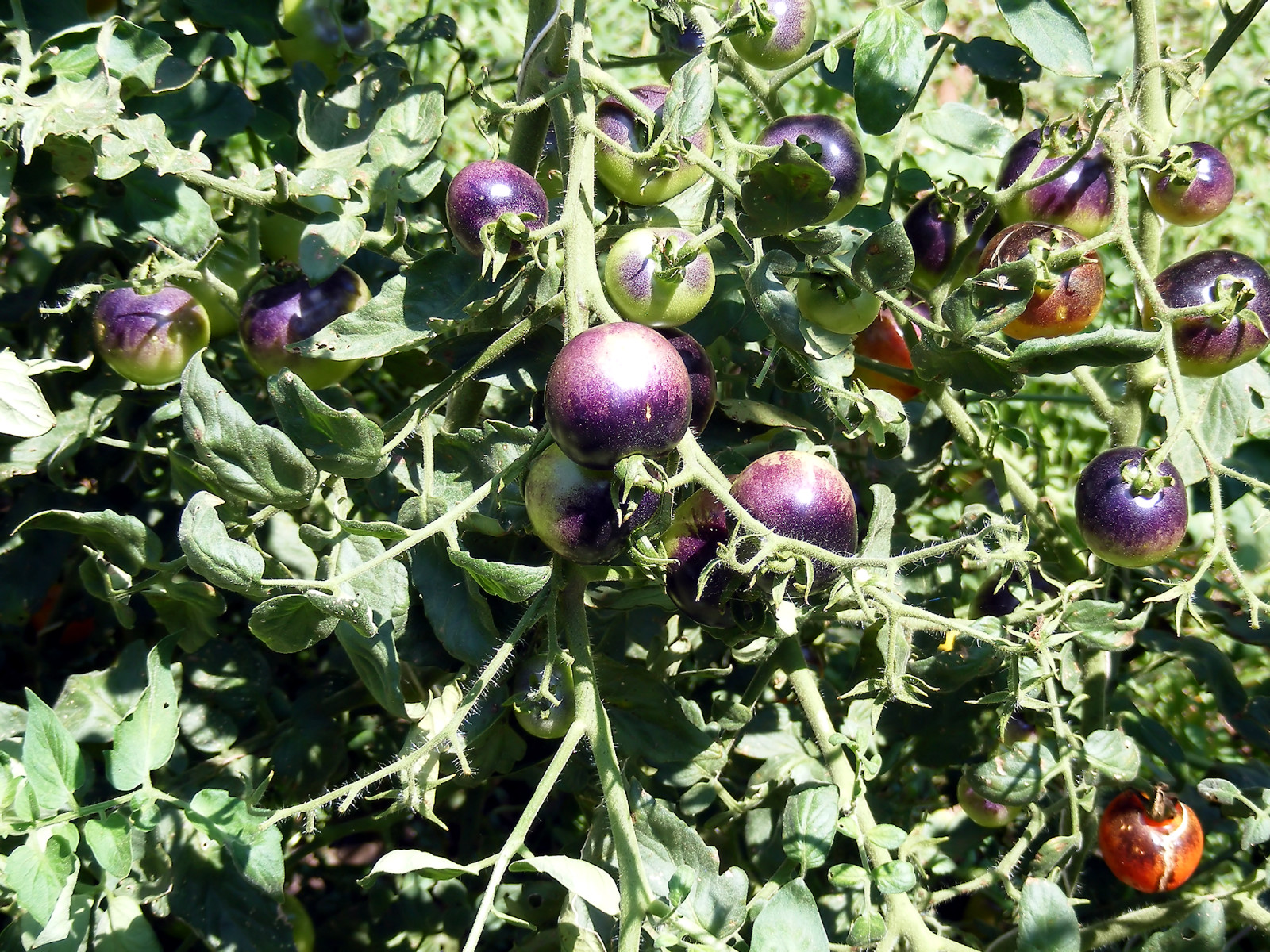 0.1 gram Indigo Rose Tomato seed. Selectively bred. World’s first blue tomato!