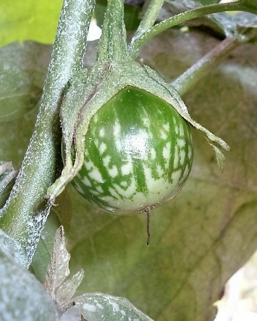 20+ Kermit Eggplant Seeds for Planting Round Thai Eggplant Solanum melongena