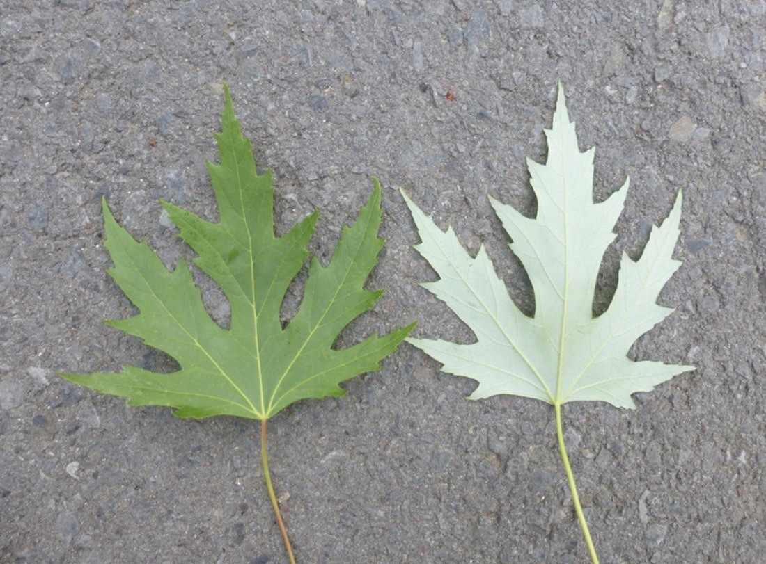 20-30” Tall Silver Maple Acer saccharinum (dasycarpum) 2 years old