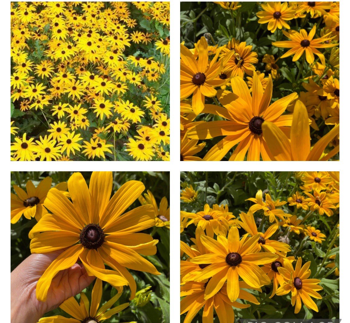 200+ SEEDS-Black-Eyed Susan Seeds – Rudbeckia Hirta Buy2Get1Free(add2incart)