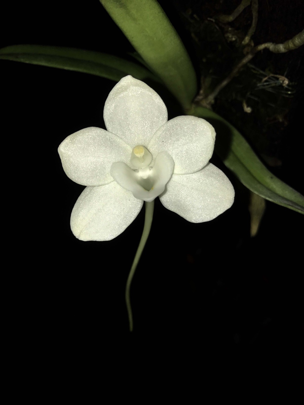 LOVELY WHITE MINIATURE PHILIPPINES ORCHID SPECIES Amesiella monticola BS 2in pt