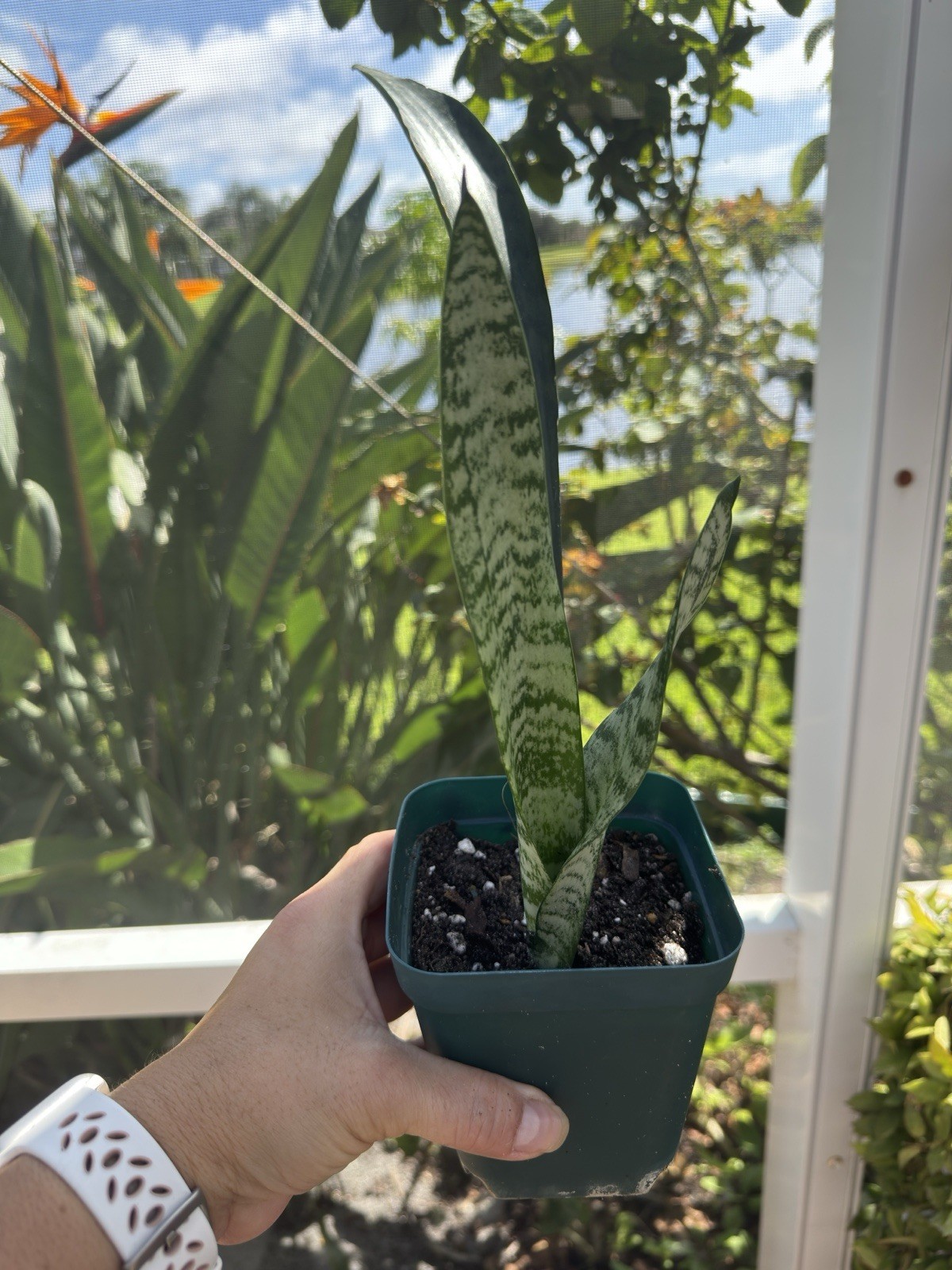 Sansevieria Trisfaciata Zeylanica Bare roots