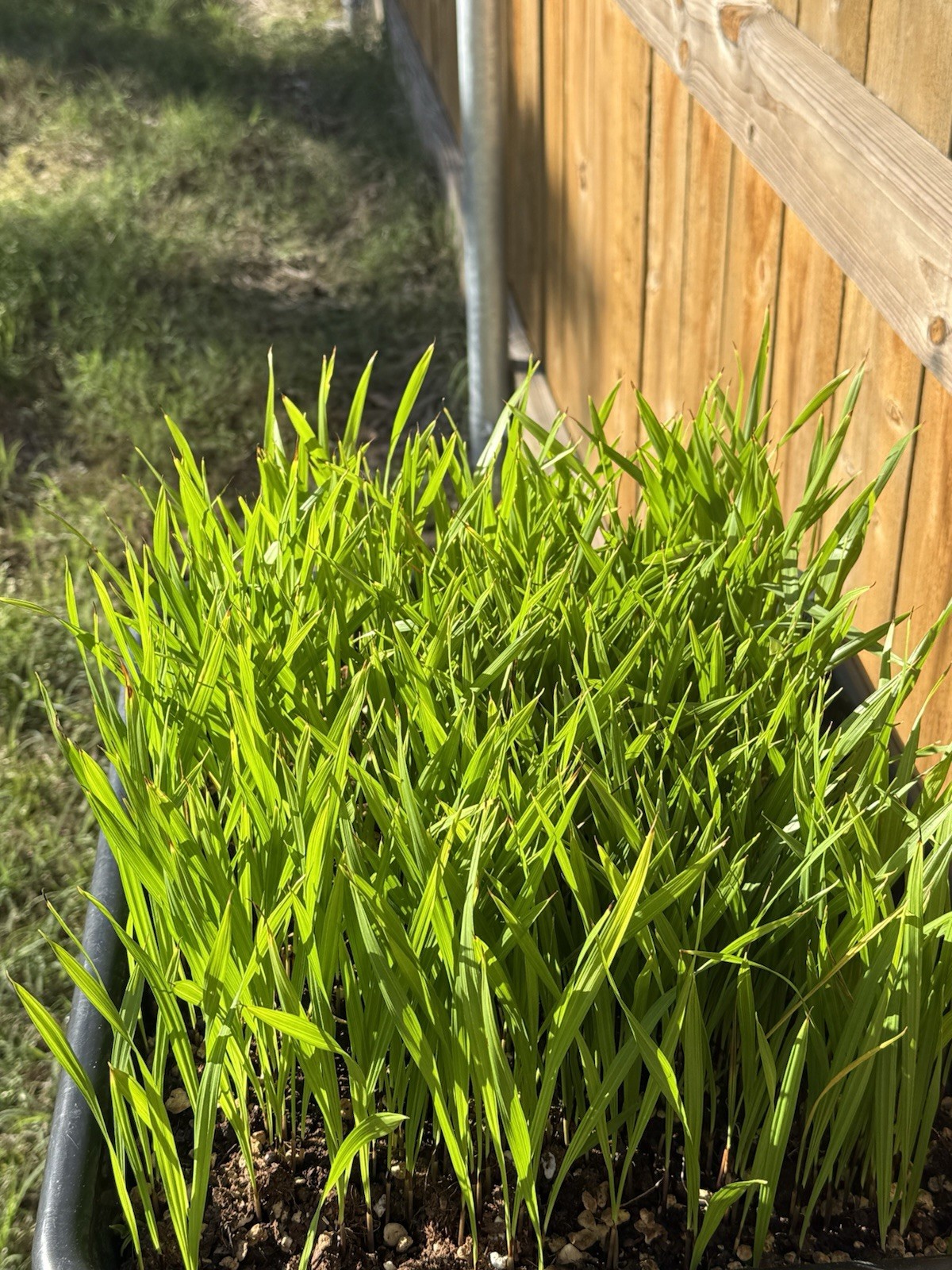 50 Mexican Fan Palm Tree Seedlings 5-8” Washingtonia Robusta