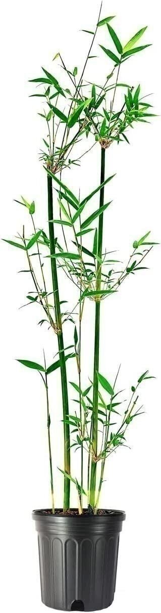 Bamboo Fernleaf | 1 Gallon | Bambusa multiplex | Low Maintenance | Hardy Plant