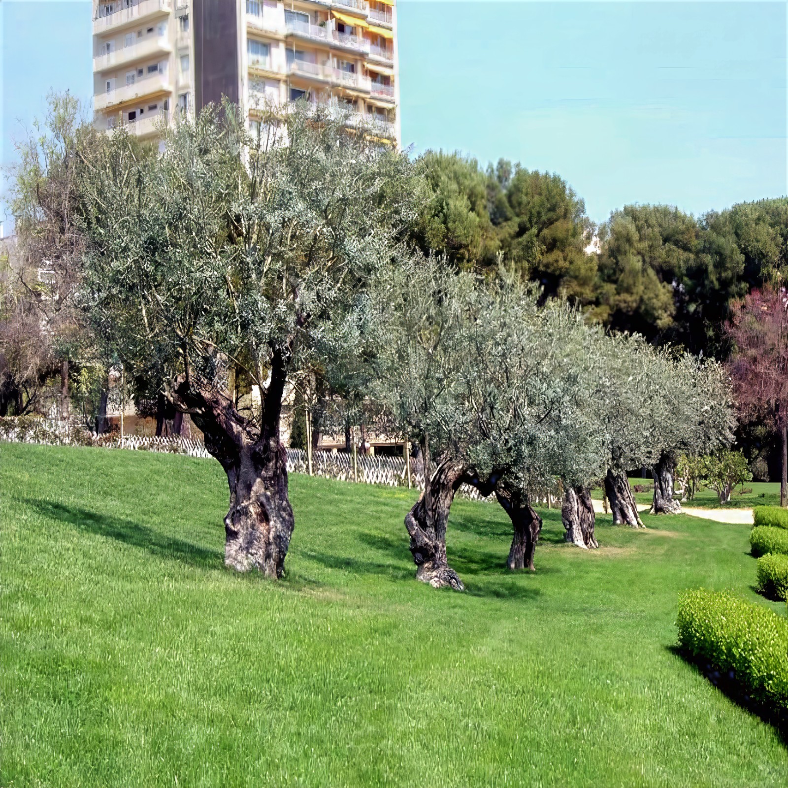10 CANINO OLIVE TREE SEEDS (Olea europaea) European Common Edible Fruit Plant