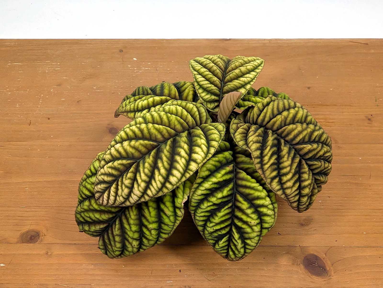 Ardisia Crenata Cool Fire – Deeply Textured Matte Leaves with Red/Green/Yellow
