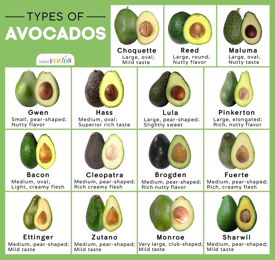 MARIA BLACK Dwarf Avocado ~3Ft Grafted Tree 3Gal Pot Ship UPS Overnight