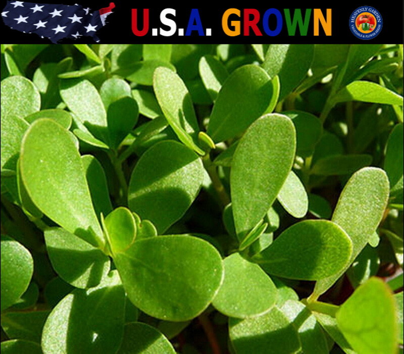 10,000 GREEN PURSLANE SEEDS Healthy Herb Portulaca Oleracea – Non-GMO