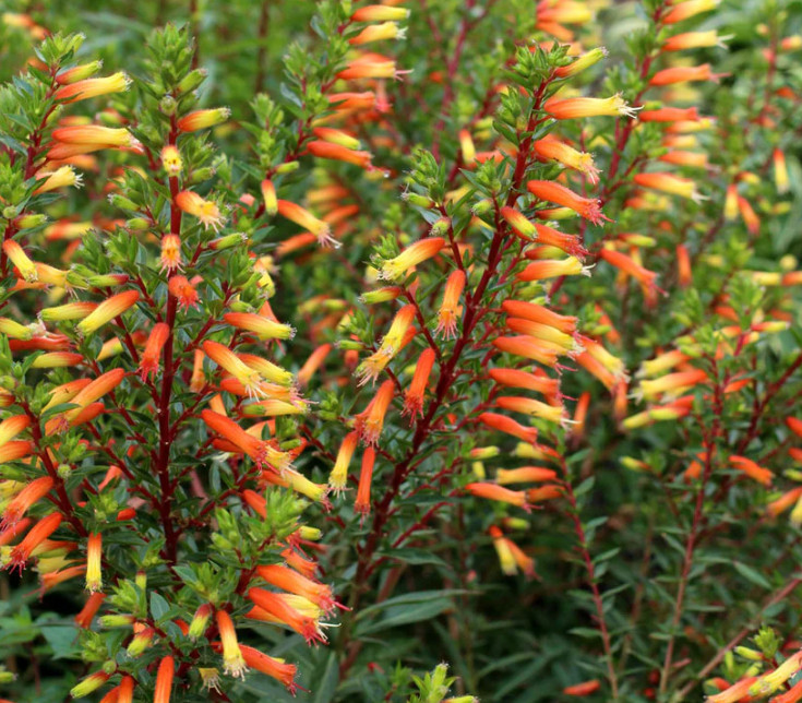 Set of 2 Big Cigar Cuphea Plant – 3-6″ Tall – Tall Orange Yellow Flowering Plant