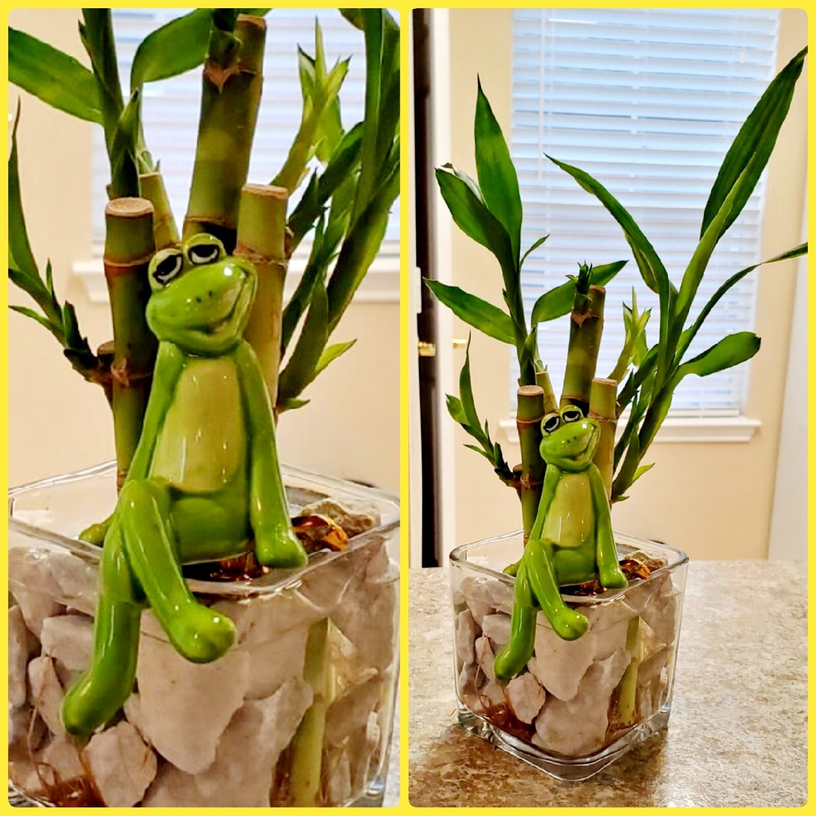 5 Lucky Bamboo FREE Butterfly Stake 🦋 4 inches Rooted Plants, Just Add Water