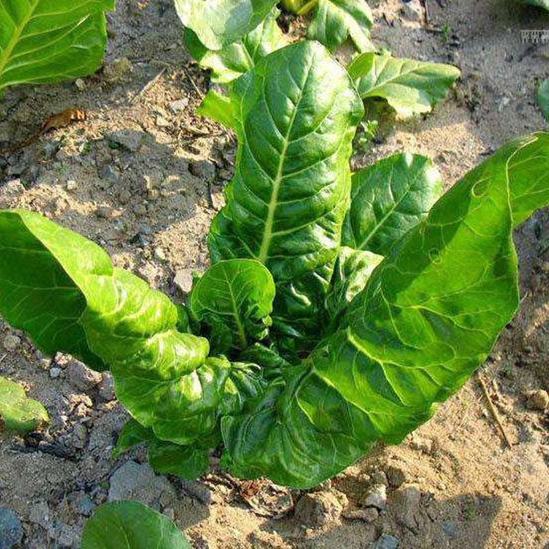 50+Green Stem Swiss Chard Seeds Rhubarb Perpetual Spinach Salad Greens Seeds USA