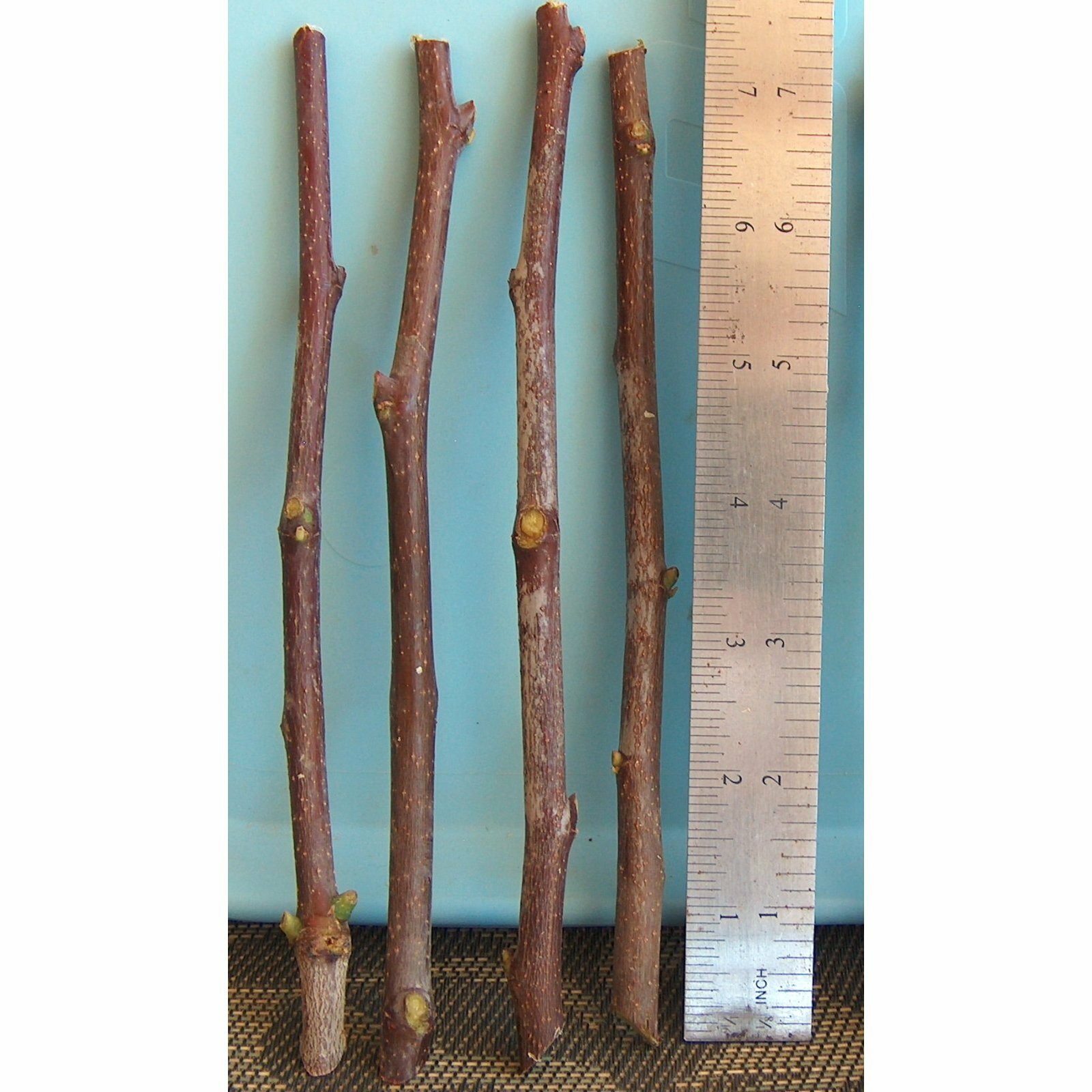 T582D (4) Sour Jujube Thin Cutting Rootstock Tree Plant For Scion-Wood Graft 酸枣仁