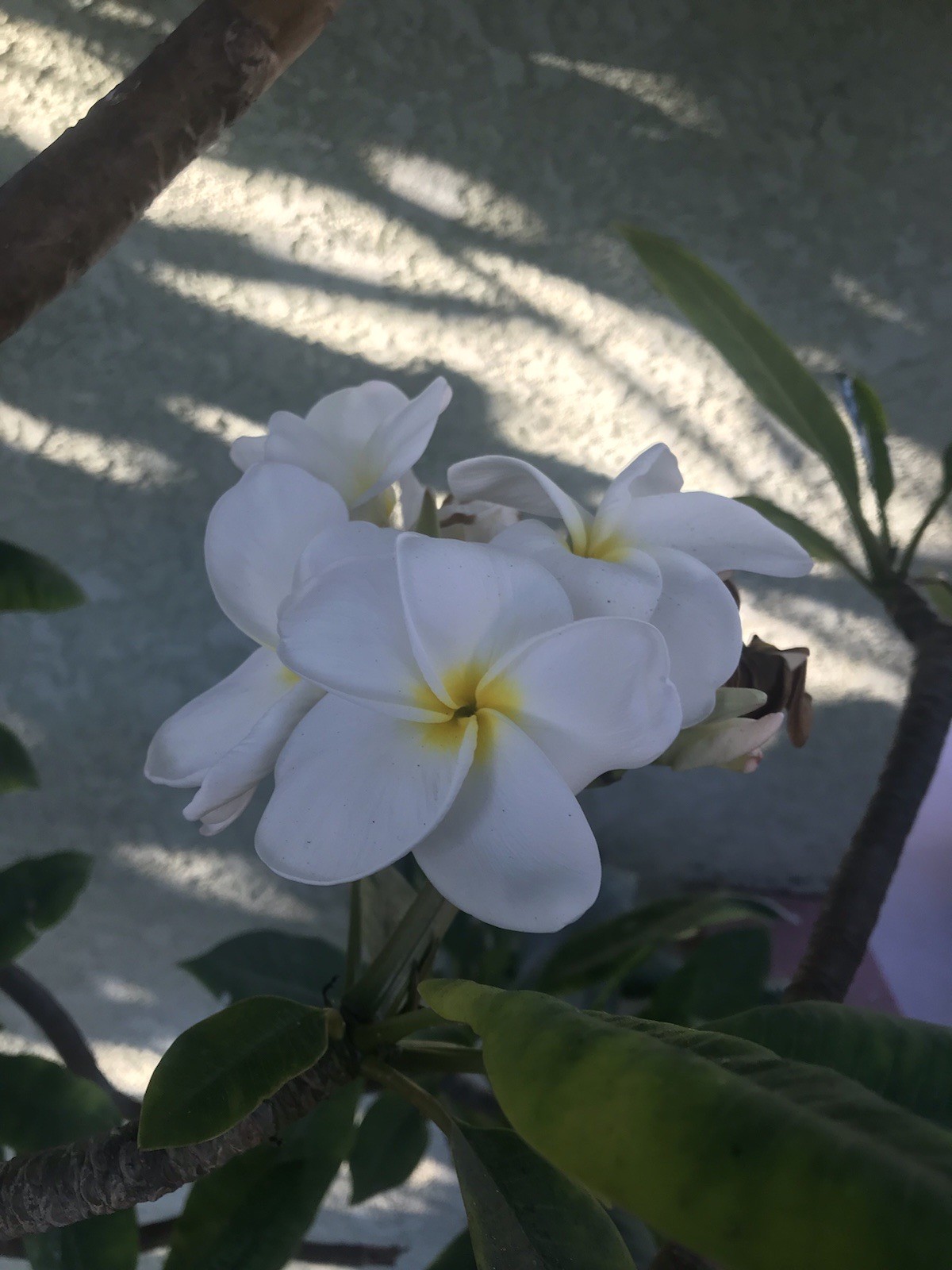 Plumeria Frangipani Fresh Cutting ~ BUY 2 GET 1 FREE !