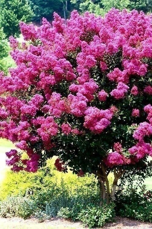 Crape Myrtle Pink Velour | 2 Inch | Lagerstroemia indica | Summer Blooms