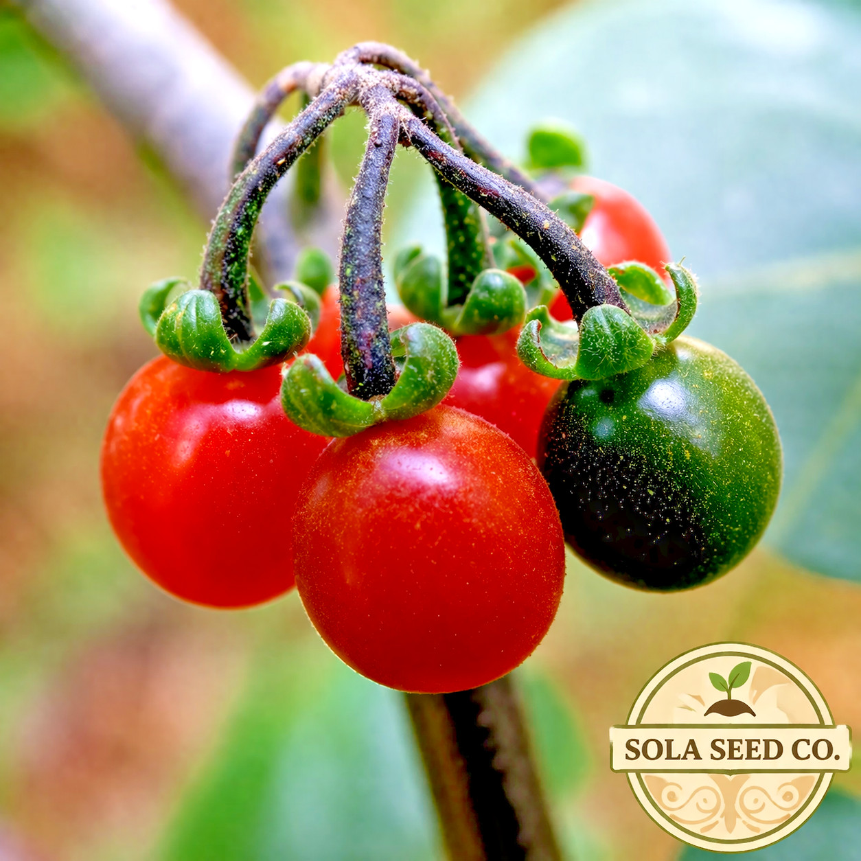 25 Rare Otricoli Orange Huckleberry Seeds Italian Heirloom Solanum edible USA