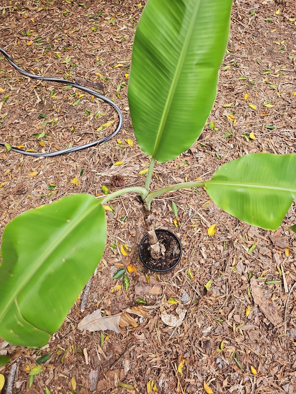 XL Ice Cream Vanilla Banana Musa Blue Java 4Ft Tall Live Plant Grow in 1Gal Pot