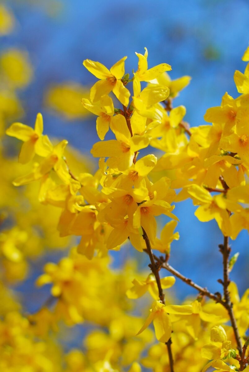 5 Forsythia Shrub 12-24″ Bare Root Starter Plant