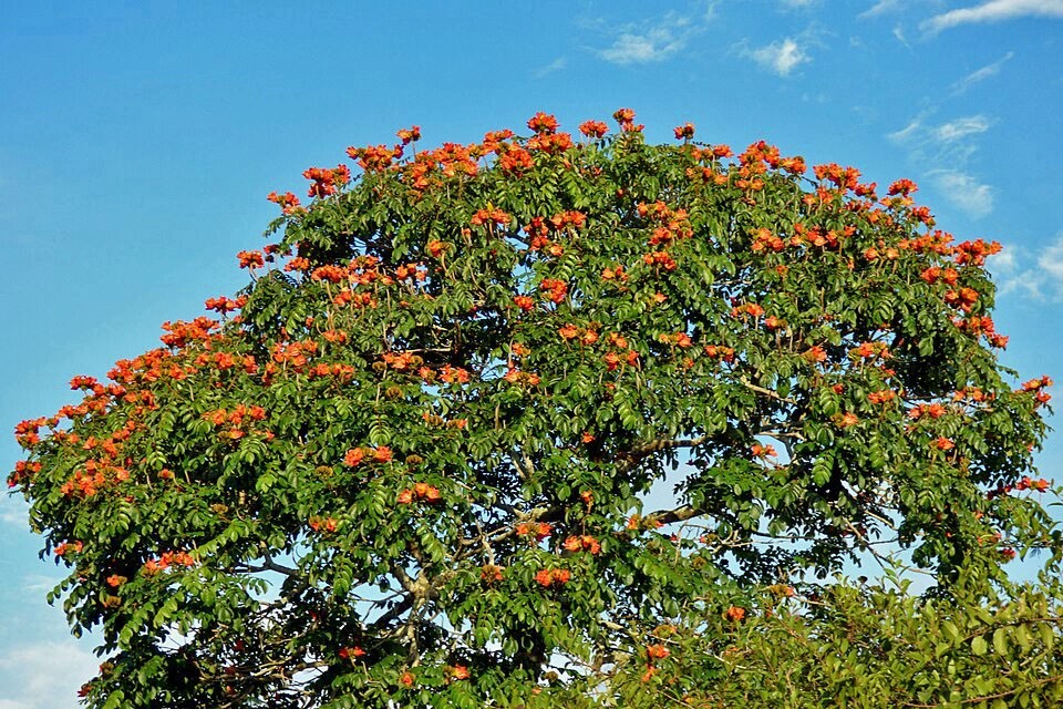 Spathodea campanulata | African Tulip Tree | 10 Seeds