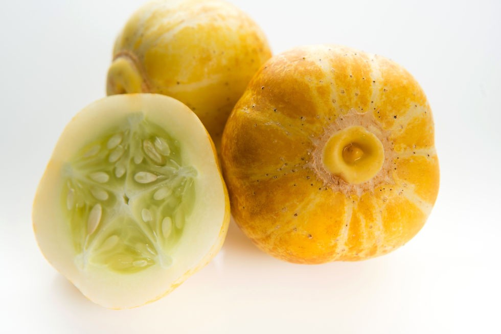 Lemon cucumber, Cucumis sativus You will get 30 Seeds Free Shipping!