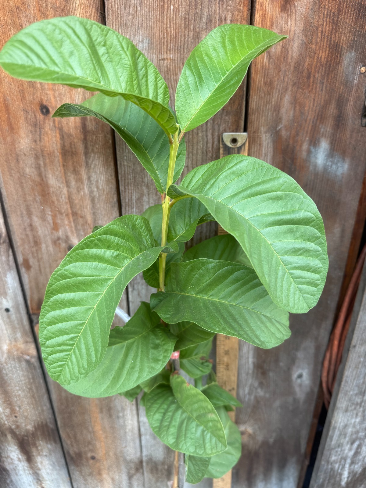 1 Sweet Ruby Supreme Big Fruit Guava Starter Tree, Psidium guajava Tree App 50″