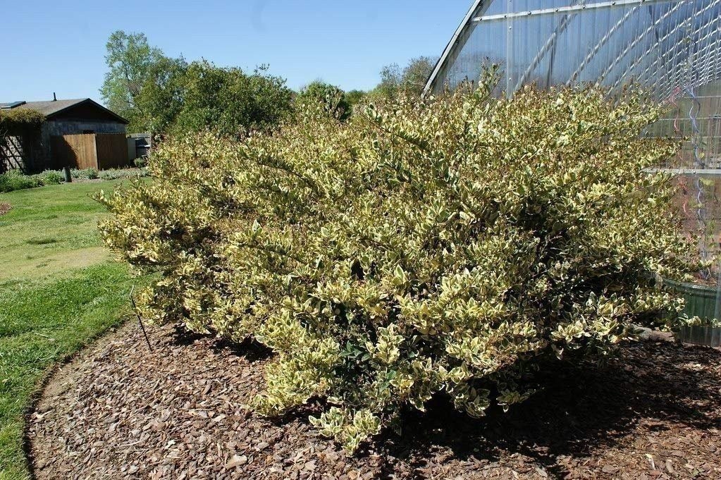 Ligustrum Japonicum Jack Frost Privet | Live Plants | Variegated Evergreen