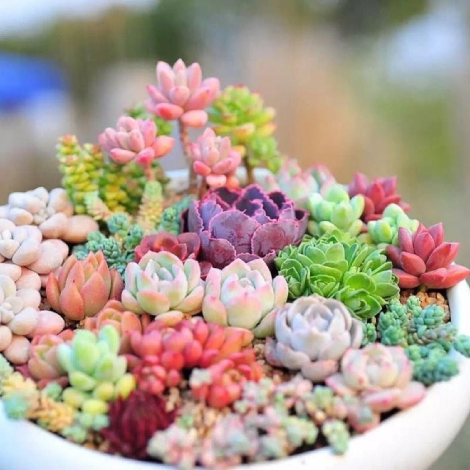 200pcs Rare Mixed Succulent Seeds – Beautiful and Colorful Collection