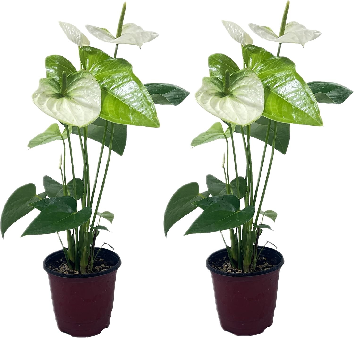 Anthurium Andraeanum White Green Live Plant (Pack of 2)