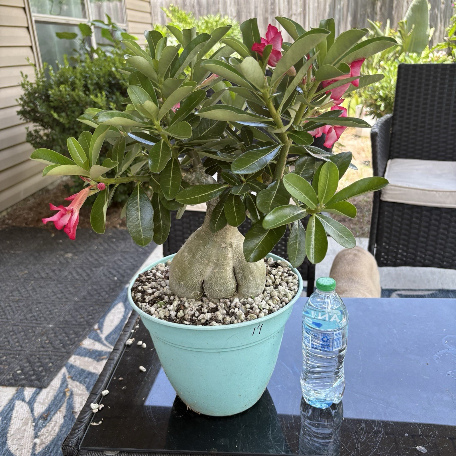 Adenium Obesum Desert Rose Seed Grown Short Stocky Pink Healthy