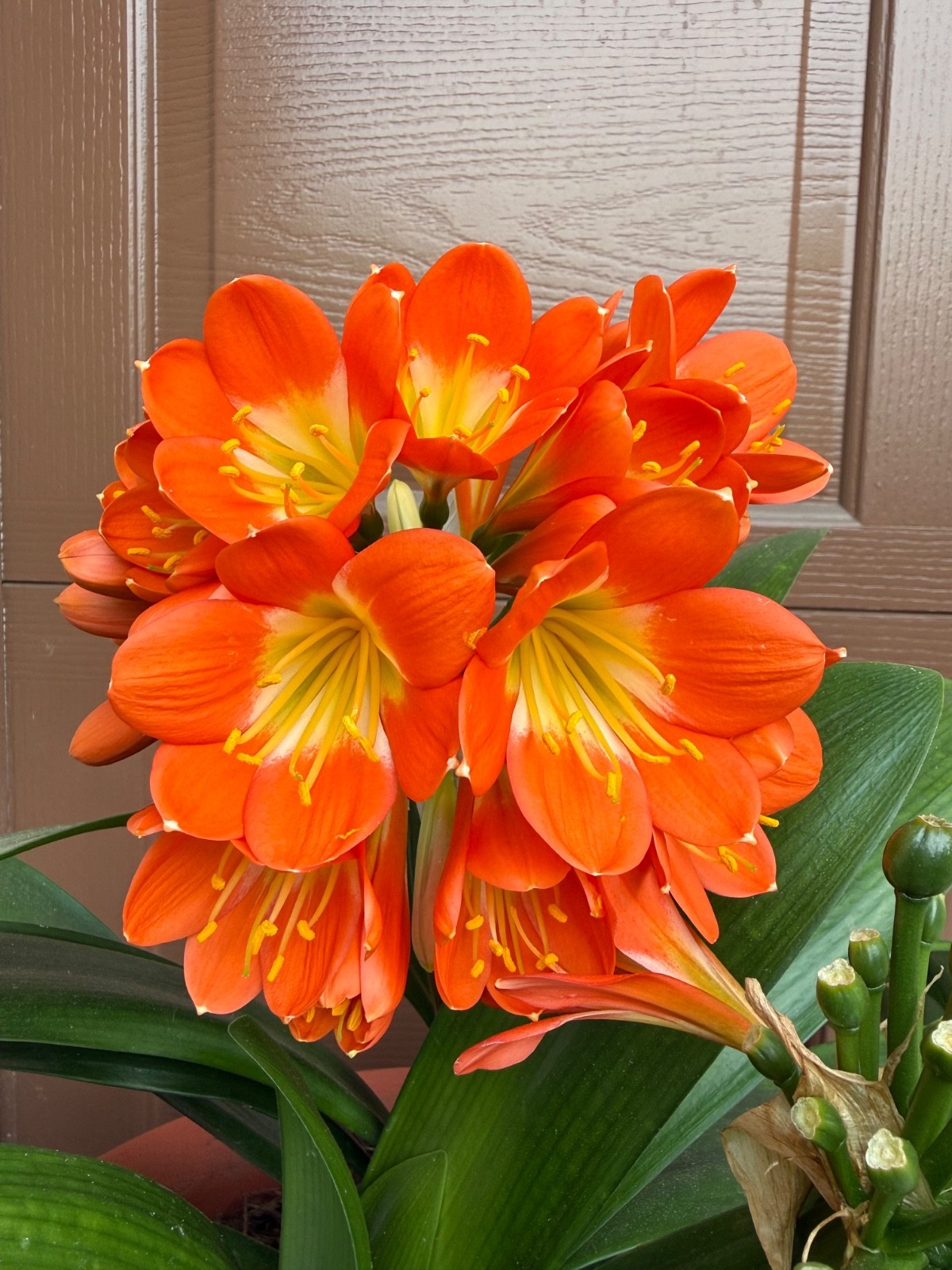 1 Large, Mature Clivia Miniata Plant, Bush Lily, Orange Flowers, 14 Leaves