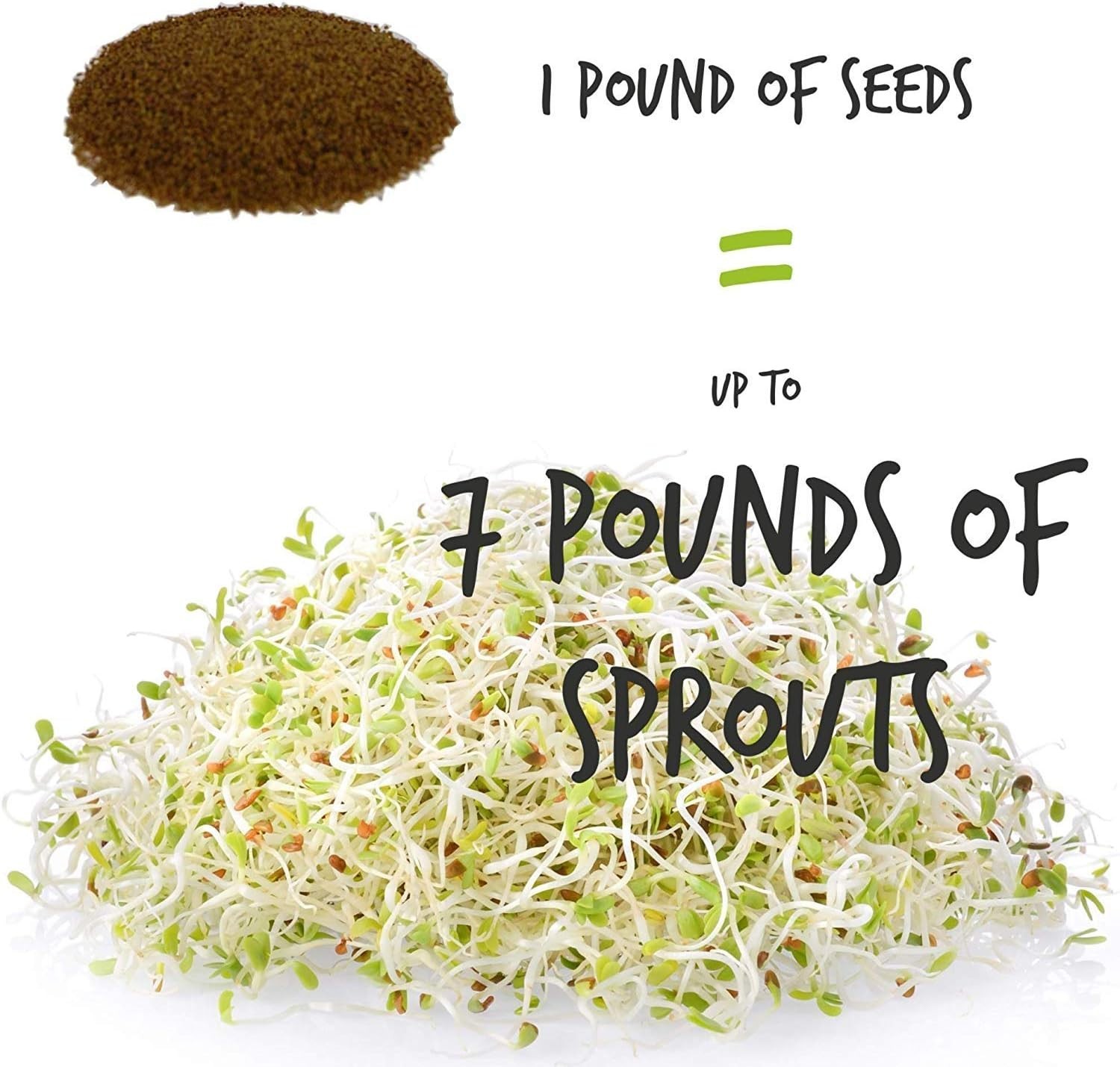 Organic Alfalfa Sprouting Seeds 2.5 Lbs – High Germination