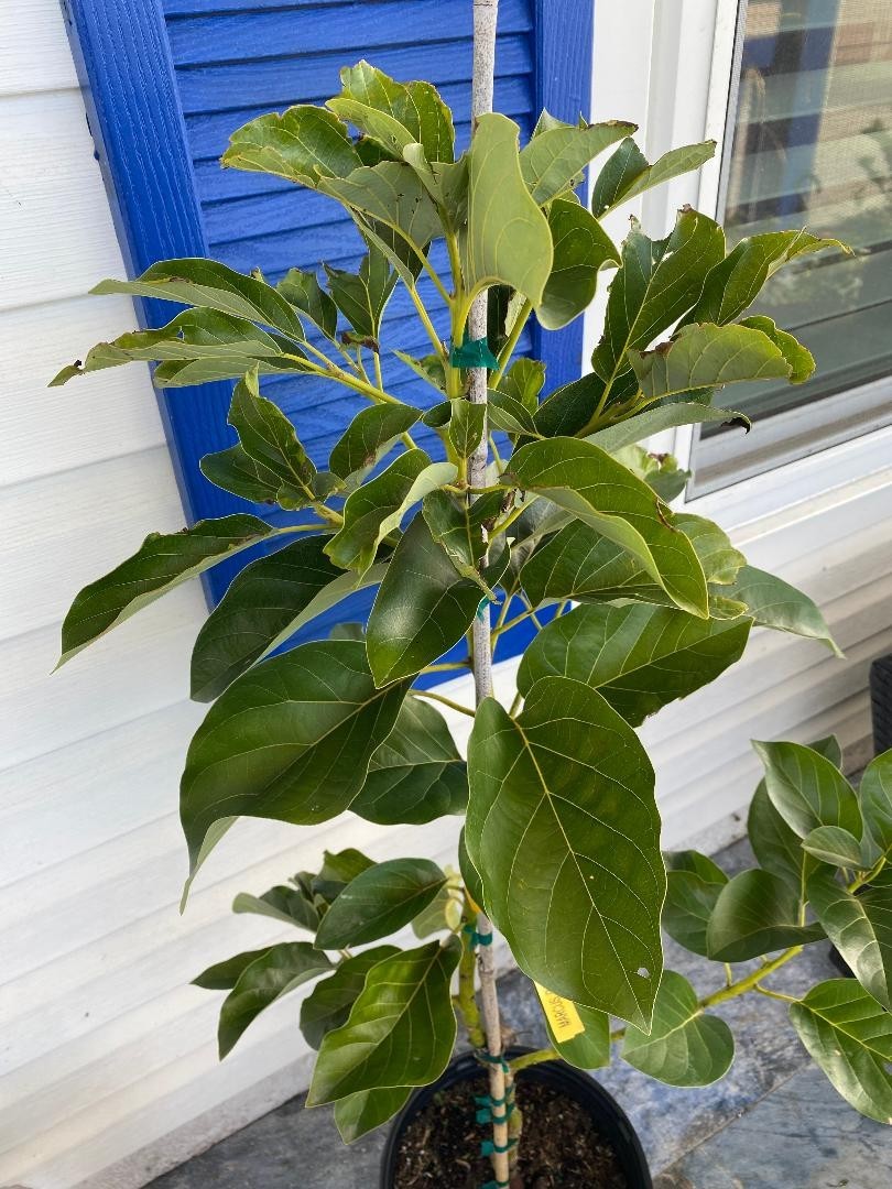GRAFTED MARCUS PUMPKIN AVOCADO TREE (PERSEA AMERICANA 1-GAL PLASTIC NURSERY POT