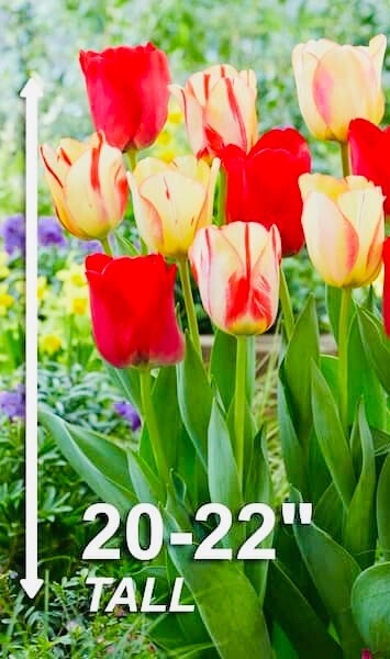 Premium 25 Rainbow Mix Tulip Flower Bulbs, Dutch Grown, Imported from Holland