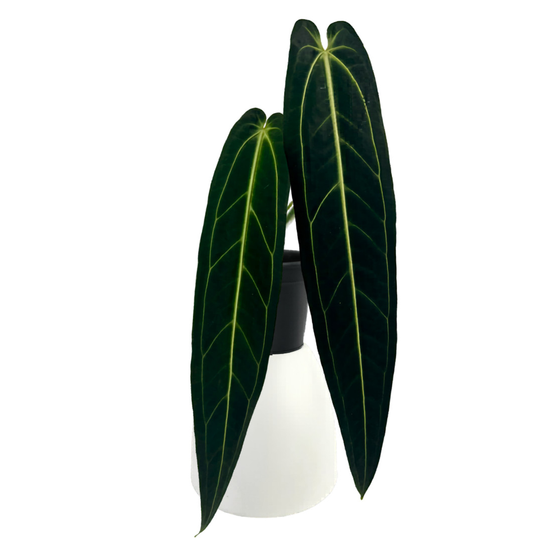 Anthurium Warocqueanum House Plant | Rare & Unique Anthurium Queen Plant