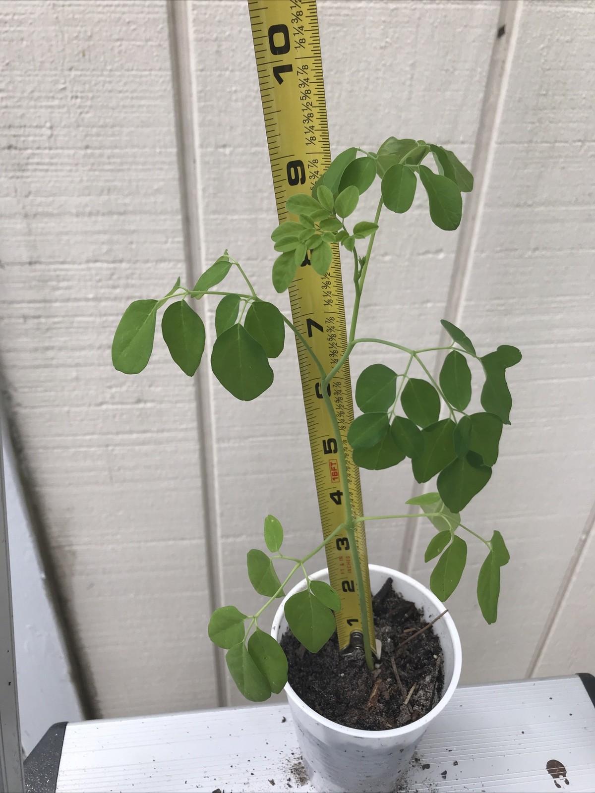Moringa Oleifera Miracle Tree Life Plant Organic 10-12 ” In 4” Pots 3 month grow