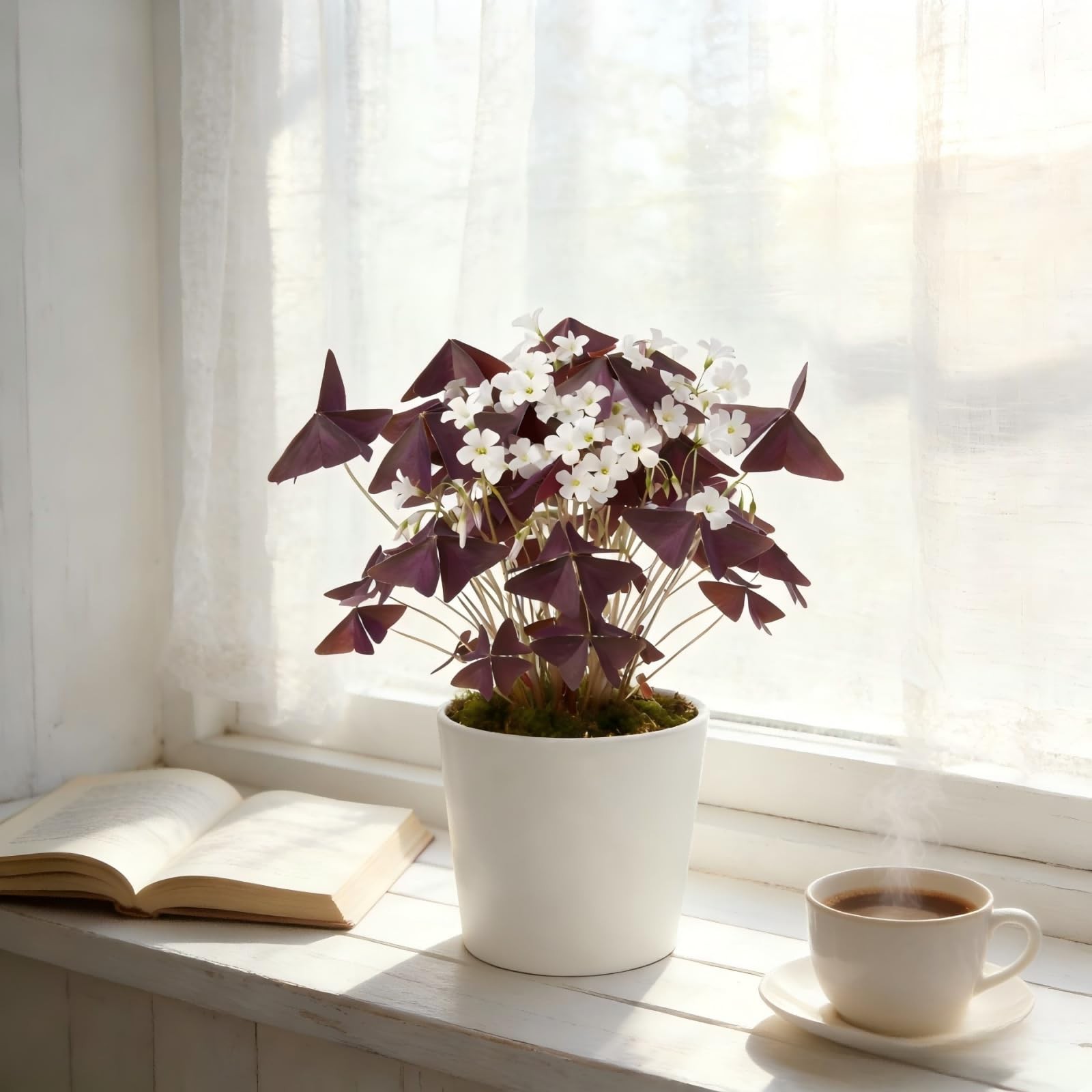 10 Bulbs Oxalis Triangularis, Purple Shamrocks Flowers for Home Garden Indoor…