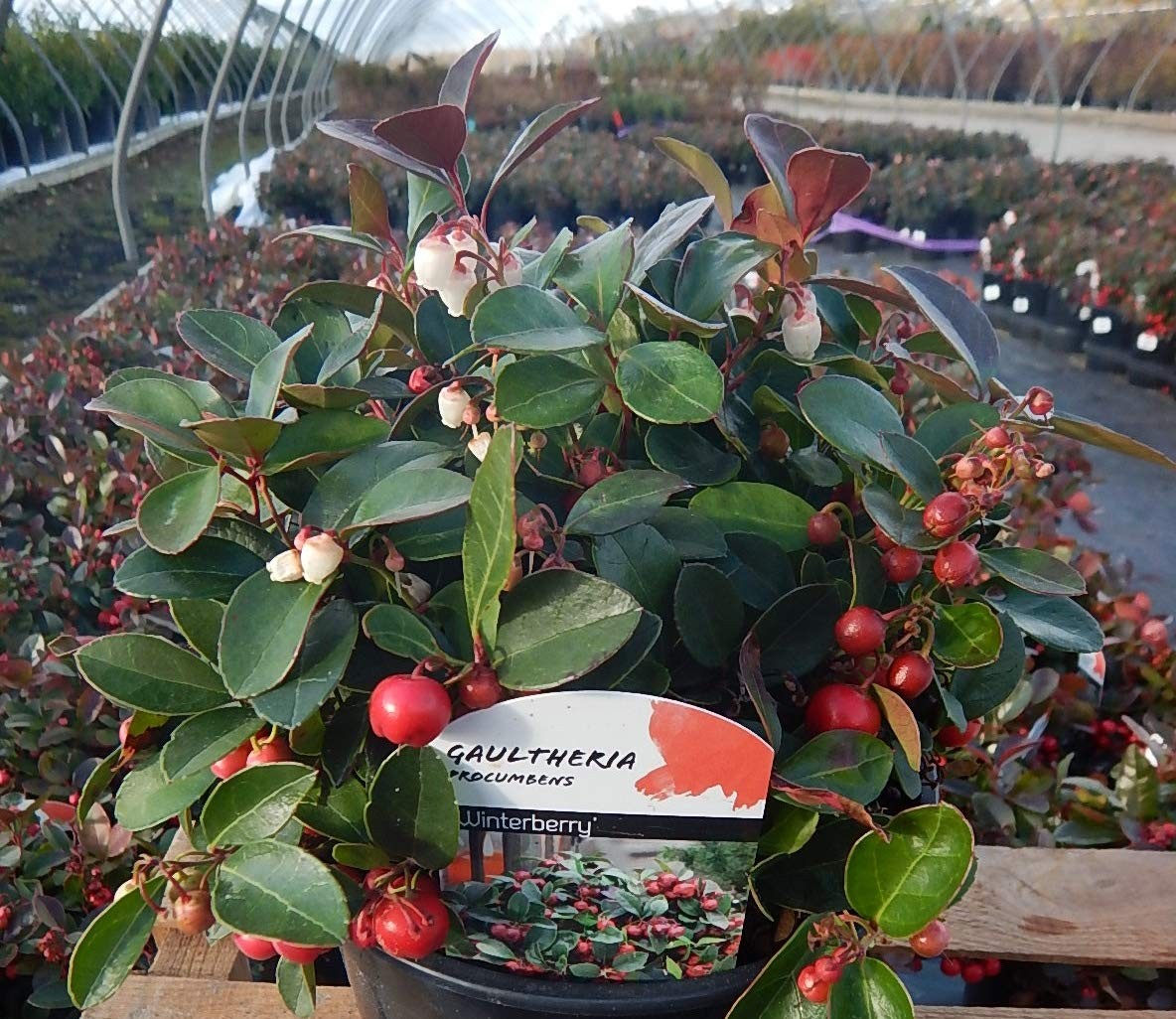 Green Promise Farms Gaultheria Procumbens Wintergreen Evergreen White Flowers